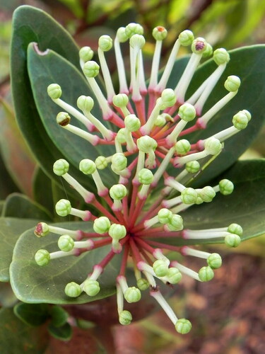 Stenocarpus comptonii