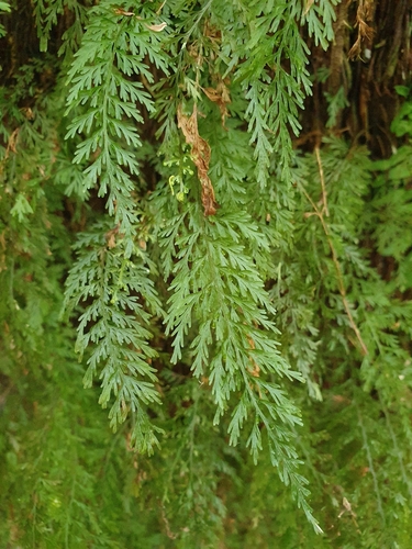 Abrodictyum