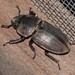 Dorcus brevis - Photo (c) jtuttle, כל הזכויות שמורות, הועלה על ידי jtuttle