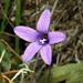Lusitanian Bellflower - Photo (c) Francisco Barros, all rights reserved, uploaded by Francisco Barros