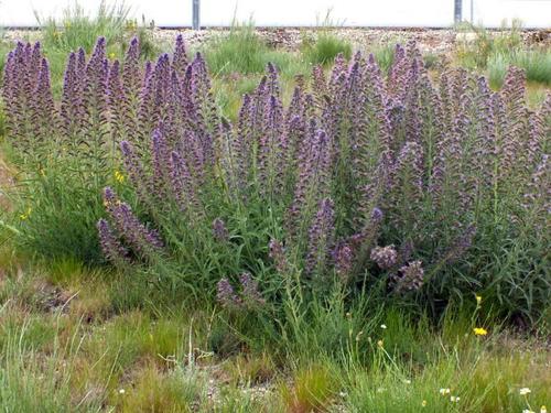 Violet-vein Viper's-bugloss