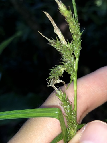 Carex vulcani Hochst. ex Seub.