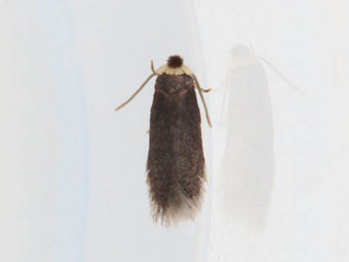 Stigmella sclerostylota