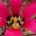 Romulea pudica - Photo (c) Jp le Roux, כל הזכויות שמורות, הועלה על ידי Jp le Roux