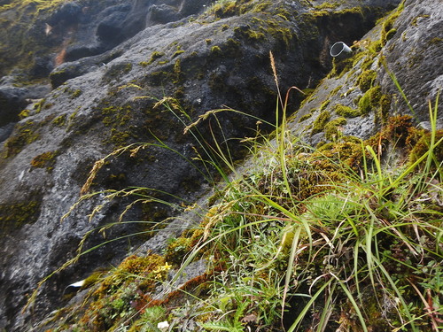 Carex bilateralis