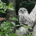 South European Ural Owl - Photo (c) Bogdan Candrea, all rights reserved, uploaded by Bogdan Candrea