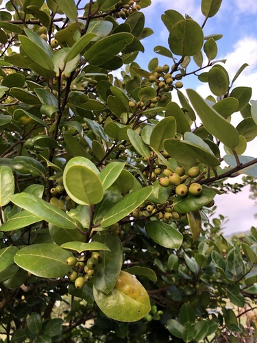 Perado Azores Holly (Subspecies Ilex perado azorica) · iNaturalist NZ