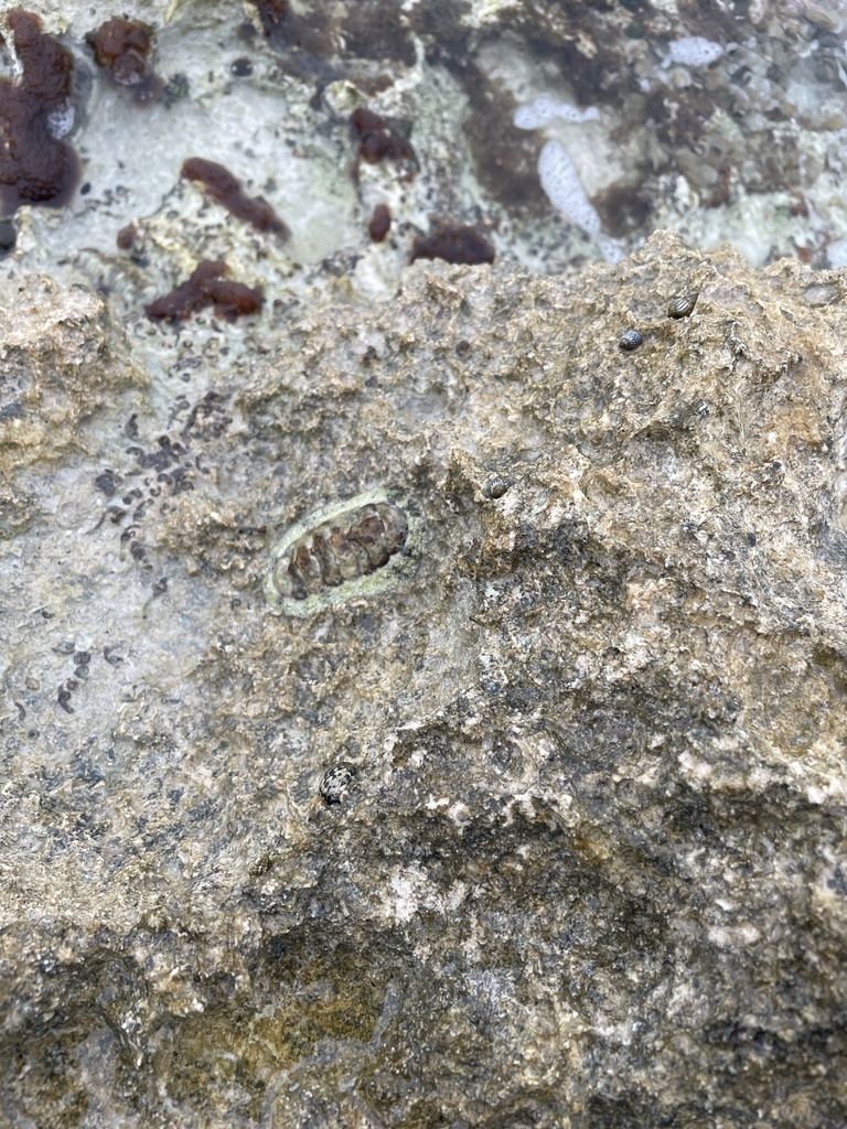 Fuzzy Chitle West Indian Fuzzy Chiton from Caribbean Sea, MX on August 7, 2022 at 06 ...