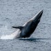 Antarctic Minke Whale - Photo (c) hsde66, all rights reserved