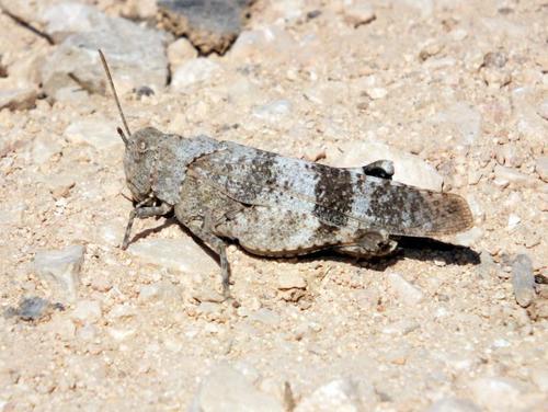Oedipoda fuscocincta