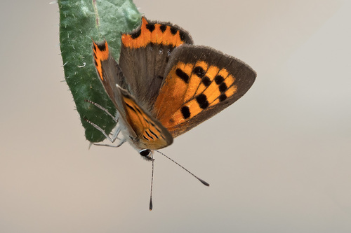 Lycaena phlaeas