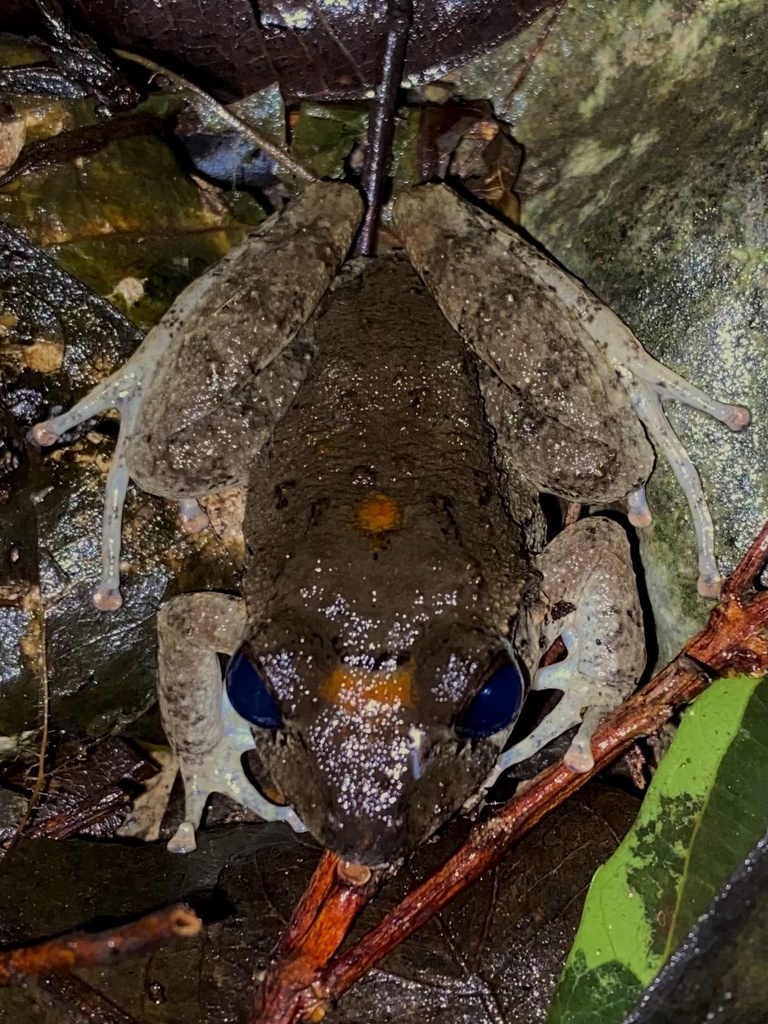 Craugastor palenque in August 2022 by Zaúl De Los Santos Mendoza