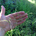 Glyceria grandis - Photo (c) Neil Vinson, כל הזכויות שמורות, הועלה על ידי Neil Vinson