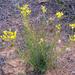 Haplophyllum linifolium - Photo (c) Francisco Barros, todos os direitos reservados, uploaded by Francisco Barros