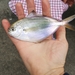 Pacific Pompano - Photo (c) kgriffiths0100, all rights reserved, uploaded by kgriffiths0100