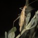 Large Tree-Cricket - Photo (c) Francisco Barros, all rights reserved, uploaded by Francisco Barros