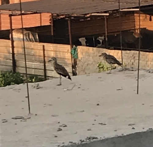 Senegal Thick-knee