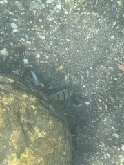 Convict Surgeonfish