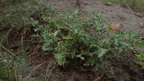 Cutleaf Nightshade