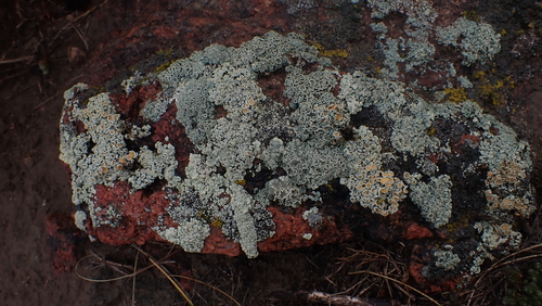 Green Rock-posy