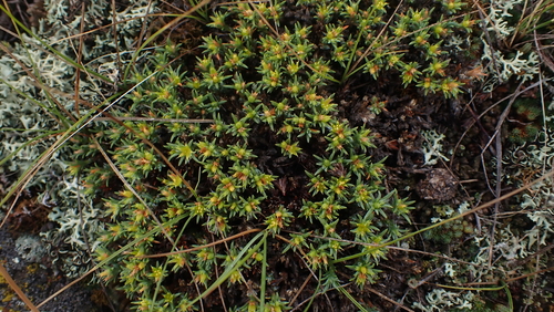 Creeping nailwort