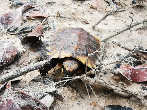 Eroded Hingeback Tortoise