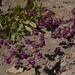 Calceolaria purpurea - Photo (c) Daniela C. Pérez Orellana, todos los derechos reservados
