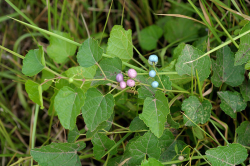 Ampelopsis bodinieri