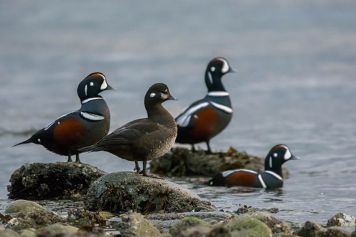Harlequin Duck