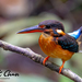 Malaysian Blue-banded Kingfisher - Photo (c) Chan Chee Keong, all rights reserved, uploaded by Chan Chee Keong