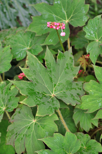Mount Emei begonia (Begonia emeiensis)