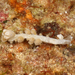 Embletonia gracilis - Photo (c) Terry Gosliner, כל הזכויות שמורות, הועלה על ידי Terry Gosliner