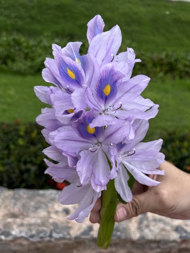 common water hyacinth (Eichhornia crassipes)