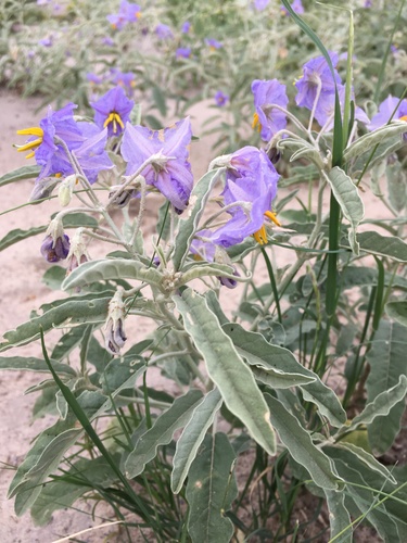 silverleaf nightshade