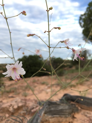 narrowleaf four o'clock