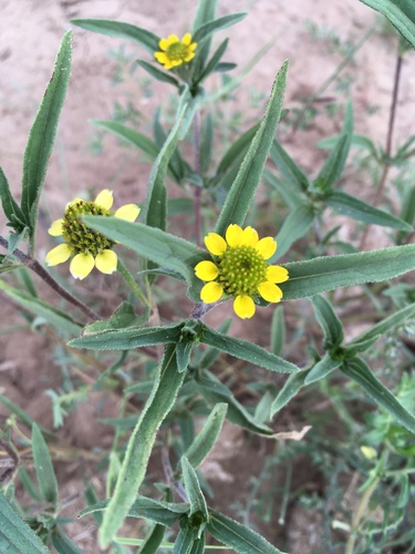 Abert's sanvitalia