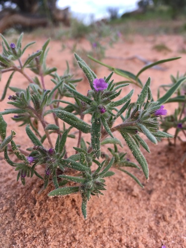 Betatakin Fiddleleaf