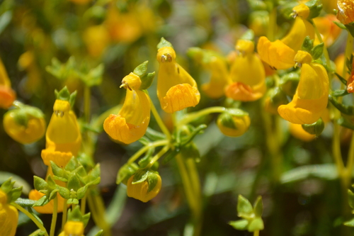 Calceolaria hypericina · iNaturalist