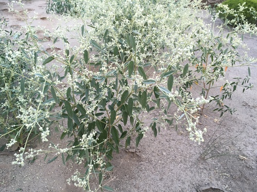 skunkweed