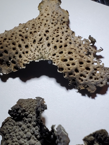 Common Toadskin Lichen