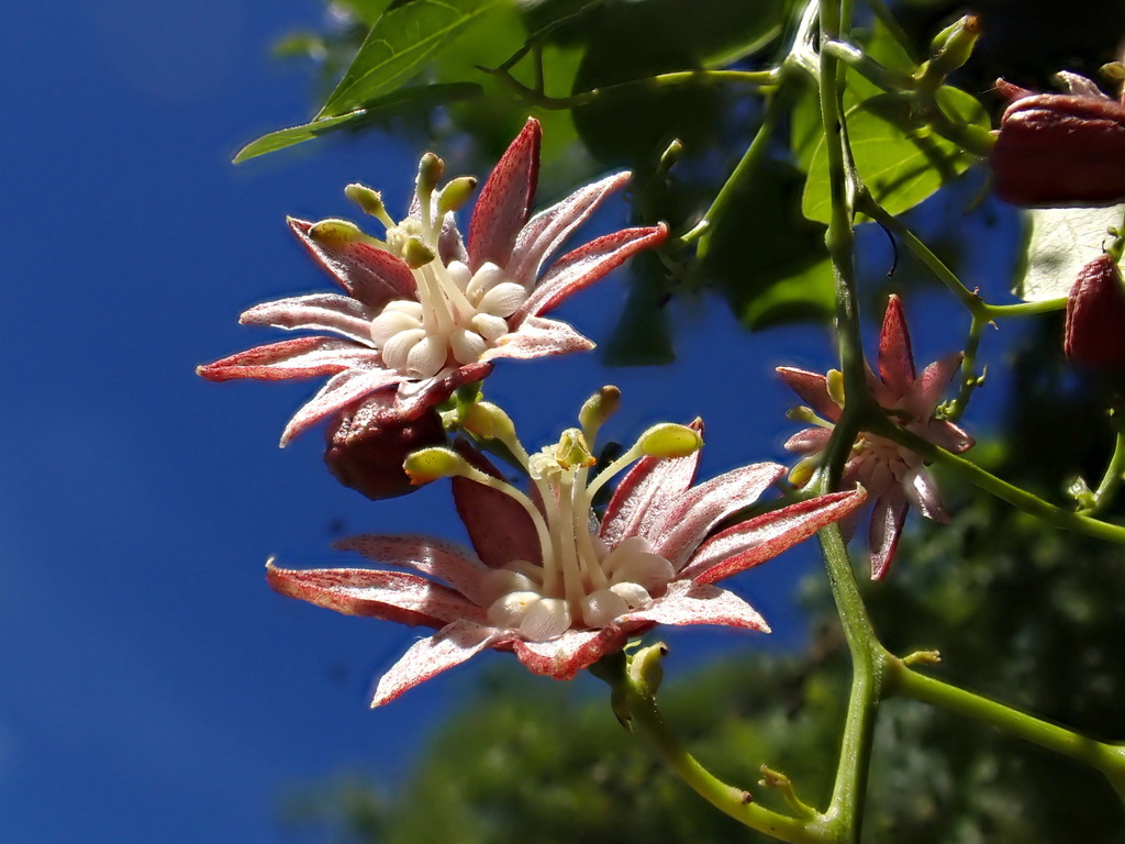 Illigera luzonensis in August 2022 by naturalistchu · iNaturalist