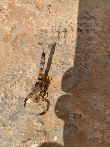 Androctonus australis