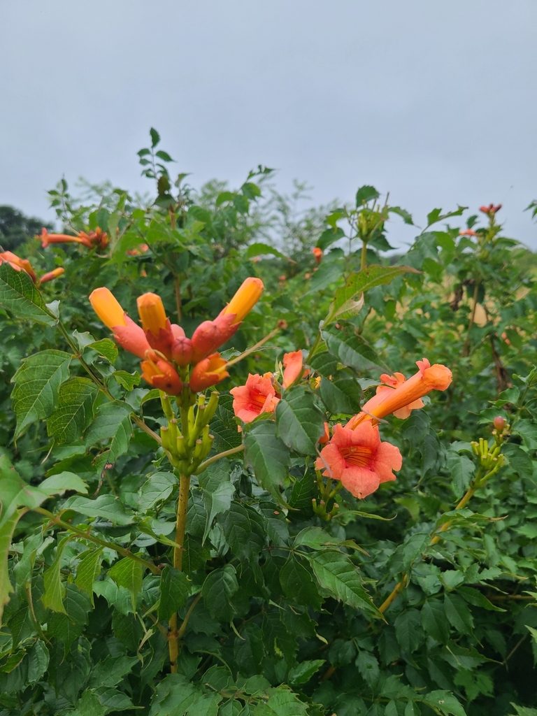 American trumpet vine from Eastham, MA 02642, USA on August 12, 2022 at