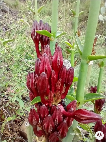 Ceropegia rupicola