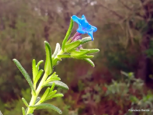 creeping gromwell