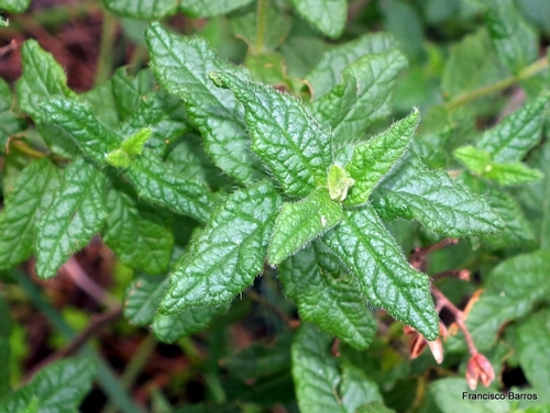 Cistus inflatus