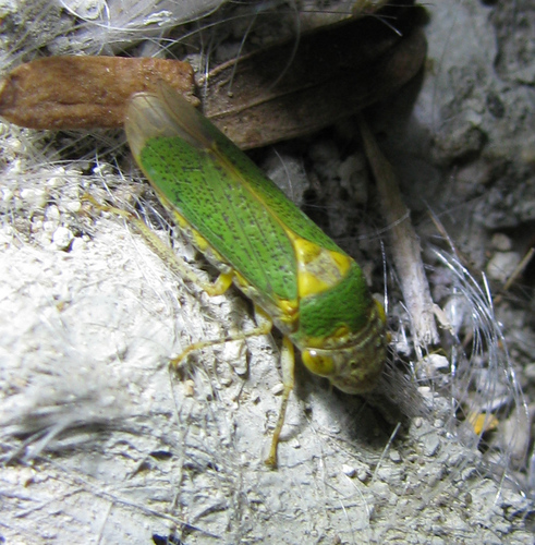 How to identify Oncometopia clarior (Walker, 1851)