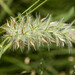 Trifolium infamia-ponertii - Photo (c) Konstantinos Kalaentzis, todos los derechos reservados, subido por Konstantinos Kalaentzis