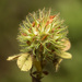 Trifolium lappaceum - Photo (c) Konstantinos Kalaentzis, όλα τα δικαιώματα διατηρούνται, uploaded by Konstantinos Kalaentzis
