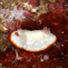Goniobranchus verrieri - Photo (c) Terry Gosliner, all rights reserved, uploaded by Terry Gosliner